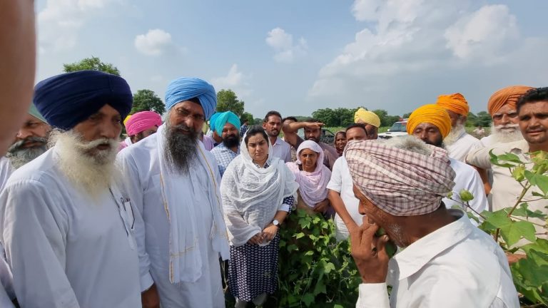 ਨਰਮਾ ਪੱਟੀ ਵਿੱਚ ਗੁਲਾਬੀ ਸੁੰਡੀ ਦੇ ਹਮਲੇ ਦਾ ‘ਆਪ’ ਵਿਧਾਇਕਾਂ ਨੇ ਖੇਤਾਂ ‘ਚ ਜਾ ਕੇ ਲਿਆ ਜਾਇਜਾ