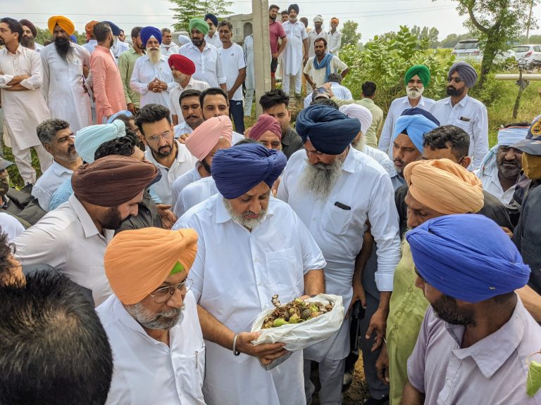 ਗੁਲਾਬੀ ਸੁੰਡੀ ਕਾਰਨ ਨੁਕਸਾਨੀ ਨਰਮੇ ਦੀ ਫਸਲ ਲਈ ਮੁੱਖ ਮੰਤਰੀ 50 ਹਜ਼ਾਰ ਰੁਪਏ ਏਕੜ ਮੁਆਵਜ਼ਾ ਦੇਣ : ਸੁਖਬੀਰ