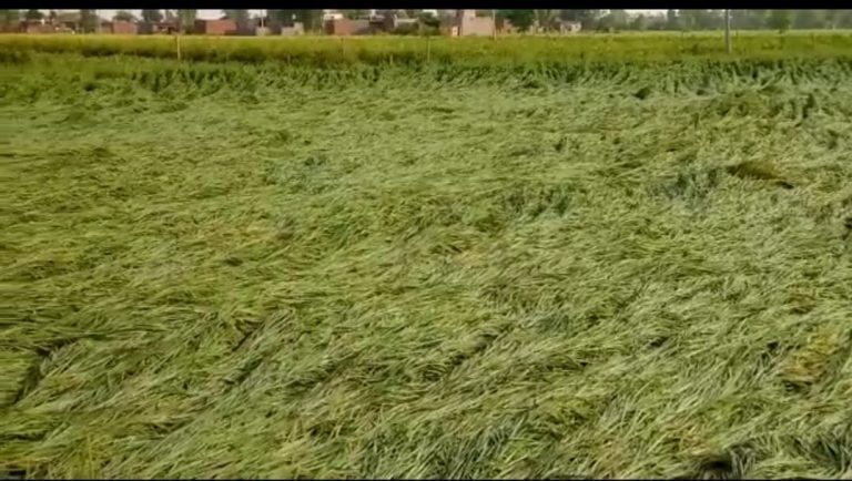 ਬੇਮੌਸਮੀ ਬਾਰਸ਼ ਨੇ ਕਿਸਾਨਾਂ ਦੇ ਅਰਮਾਨਾਂ ’ਤੇ ਪਾਣੀ ਫ਼ੇਰਿਆ