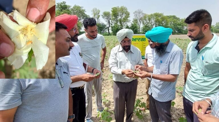 ਅਗੇਤੇ ਨਰਮੇ ਦੀ ਫ਼ਸਲ ’ਤੇ ਗੁਲਾਬੀ ਸੁੰਡੀ ਦਾ ਹਮਲਾ, ਬੀਜਾਂਦ ਵੀ ਰਿਕਾਰਡ ਹੇਠਲੇ ਪੱਧਰ ’ਤੇ ਪੁੱਜੀ