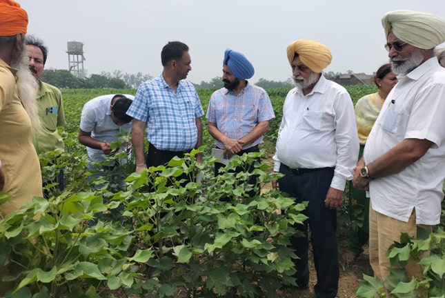 ਪੰਜਾਬ ਖੇਤੀਬਾੜੀ ਯੂਨੀਵਰਸਿਟੀ ਦੇ ਉਪ ਕੁਲਪਤੀ ਵਲੋਂ ਨਰਮਾ ਪੱਟੀ ਦਾ ਦੌਰਾ