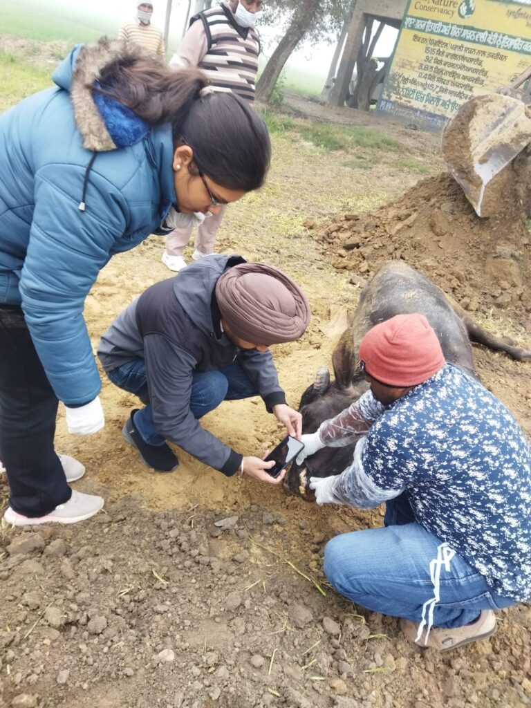 ਮਾਮਲਾ ਦਧਾਰੂ ਪਸ਼ੂਆਂ ਦੀ ਮੌਤ ਦਾ: ਡਾਕਟਰ ਤੇ ਫਾਰਮਾਸਿਸਟ ਮੁਅੱਤਲ