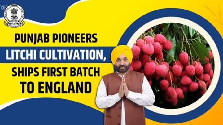 ਮਾਨ ਸਰਕਾਰ ਦੀ ਵੱਡੀ ਕਾਮਯਾਬੀ: ਪੰਜਾਬ ਲੀਚੀ ਦਾ ਨੰਬਰ-1 ਹੱਬ, ਕਿਸਾਨਾਂ ਦੀ ਆਮਦਨ 5 ਗੁਣਾ ਵਧੀ