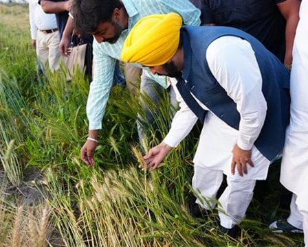 ਮਾਨ ਸਰਕਾਰ ਦੀ ਇਤਿਹਾਸਕ ਪ੍ਰਾਪਤੀ; 11 ਲੱਖ ਤੋਂ ਵੱਧ ਕਿਸਾਨਾਂ ਨੂੰ ਮਿਲਿਆ MSP ਲਾਭ