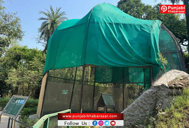 SAS Nagar News: ਛੱਤਬੀੜ ਚਿੜੀਆਘਰ ਨੇ ਜਾਨਵਰਾਂ ਨੂੰ ਗਰਮੀਆਂ ਦੌਰਾਨ ਤਿੱਖੜ ਧੁੱਪ ਤੇ ਲੂ ਤੋਂ ਬਚਾਉਣ ਲਈ ਵਿਆਪਕ ਪ੍ਰਬੰਧ ਯਕੀਨੀ ਬਣਾਏ: ਲਾਲ ਚੰਦ ਕਟਾਰੂਚੱਕ